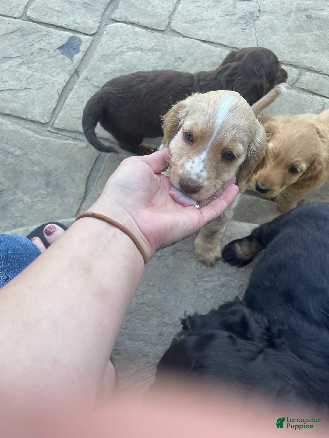 Dachshund dogs for sale: Sandy - Image 6