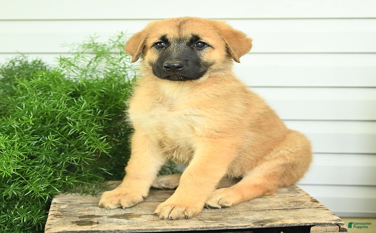 German Shepherd dogs - Advert 8