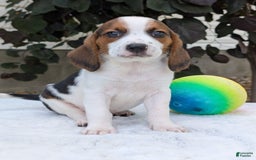 Beagle dogs for sale: Charlie - Image 2