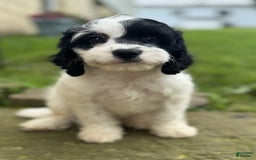 Cavapoo dogs for sale: Cookie - Image 6