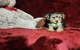Yorkshire Terrier dogs for sale: Kiwi - Image 9