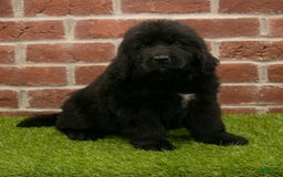 Newfoundland dogs for sale: Biscuit - Image 5