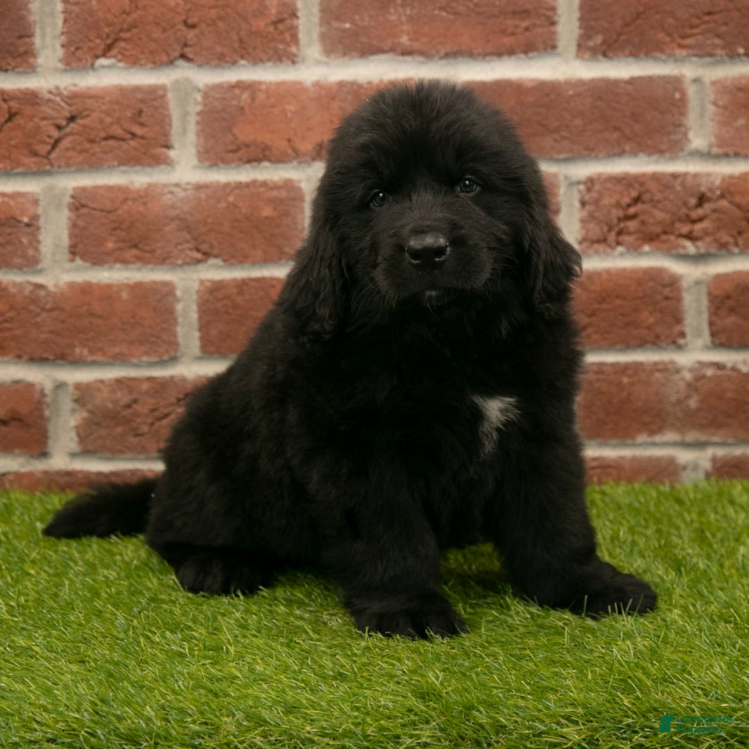 Newfoundland dogs for sale: Biscuit - Image 5