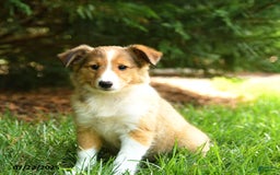 Shetland Sheepdog dogs for sale: Lemon - Image 2