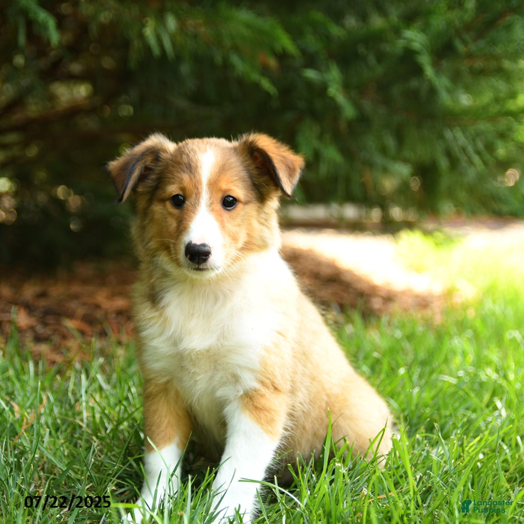 Shetland Sheepdog dogs for sale: Lemon - Image 2