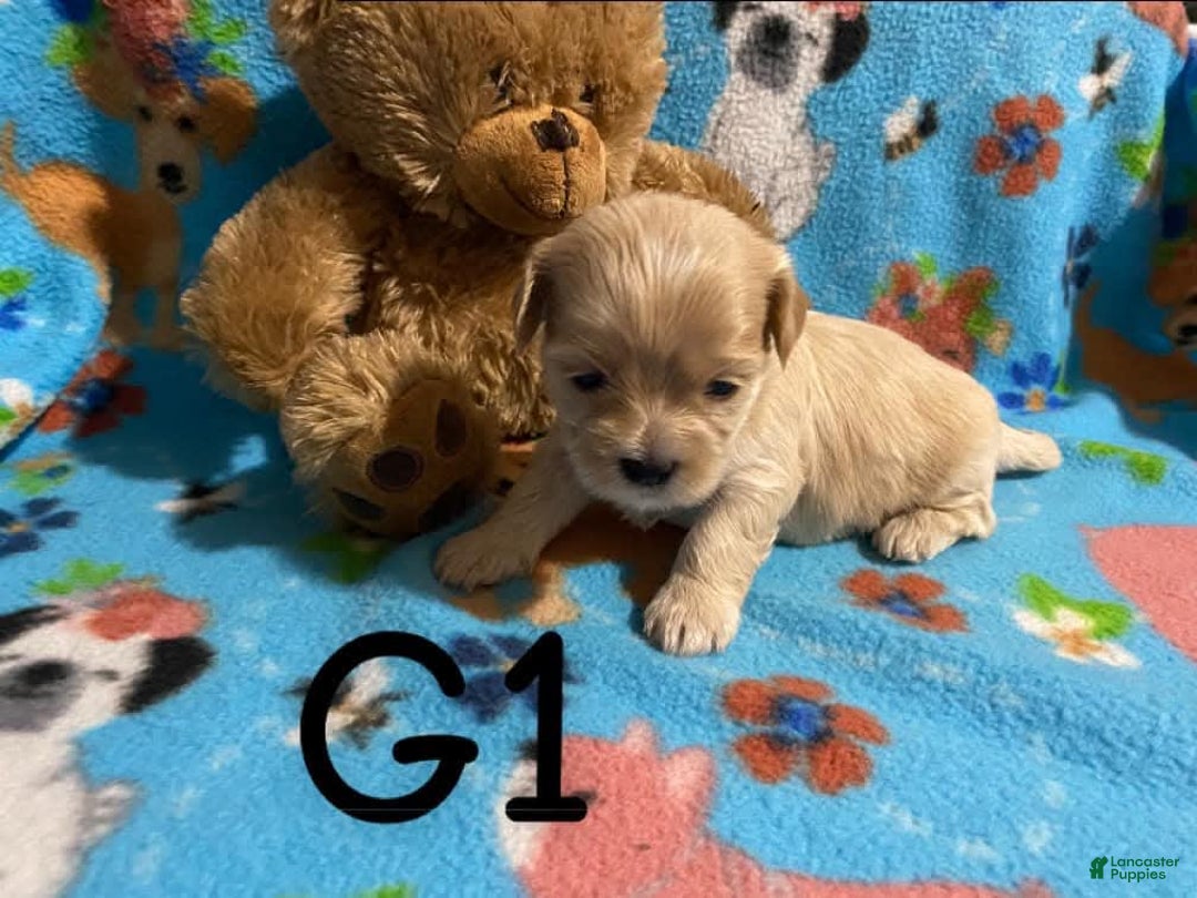 Cavapoo dogs for sale: Female 1 Brunos Girls Twin - Image 4