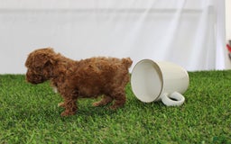 Toy Poodle dogs for sale: Baily - Image 4