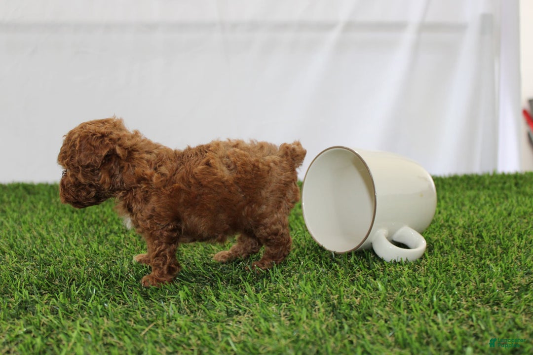 Toy Poodle dogs for sale: Baily - Image 4