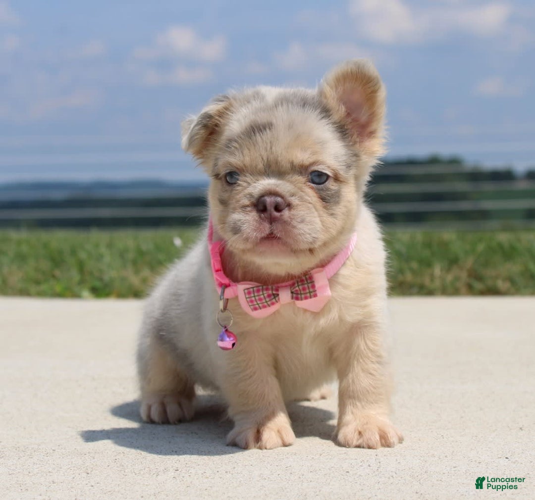 French Bulldog dogs for sale: Mia - Image 5