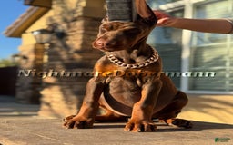 Doberman Pinscher dogs for sale: Tesoro - Image 3
