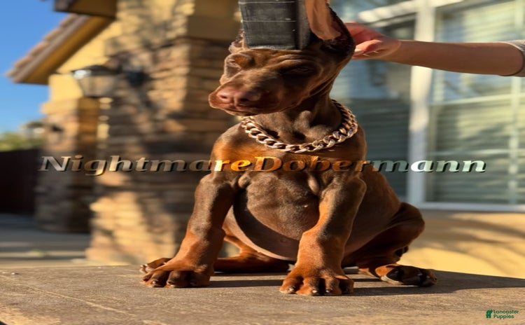 Doberman Pinscher dogs for sale - Ad 1
