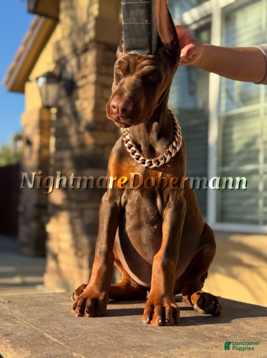 Doberman Pinscher dogs for sale: Tesoro - Image 3