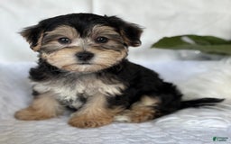 Morkie dogs for sale: LUKE - Image 11