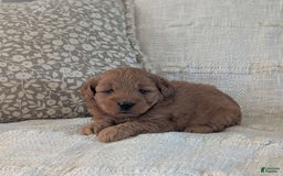 Mini Goldendoodle dogs for sale: F1b Lucy - Image 3