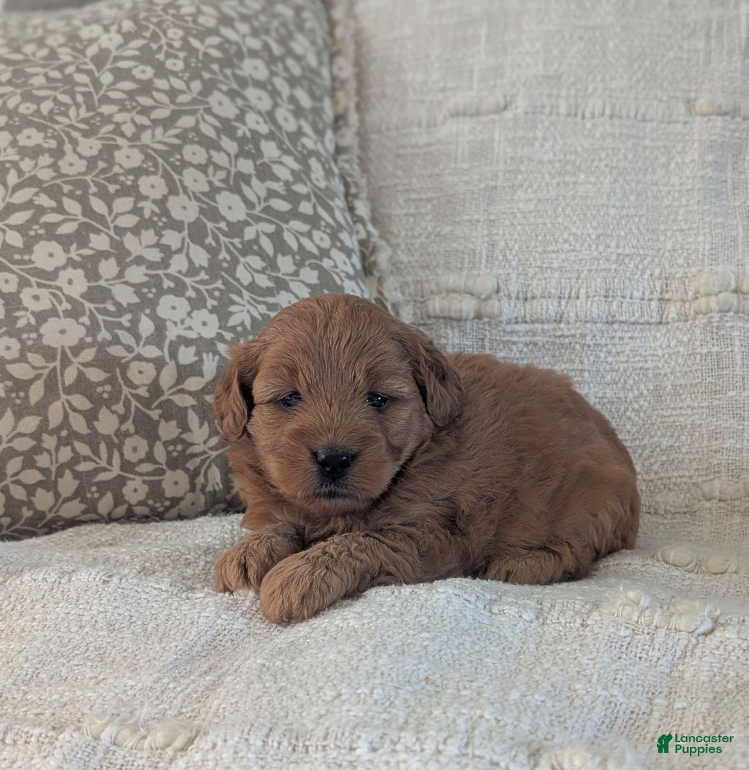 Mini Goldendoodle dogs for sale: F1b Lucy - Image 3