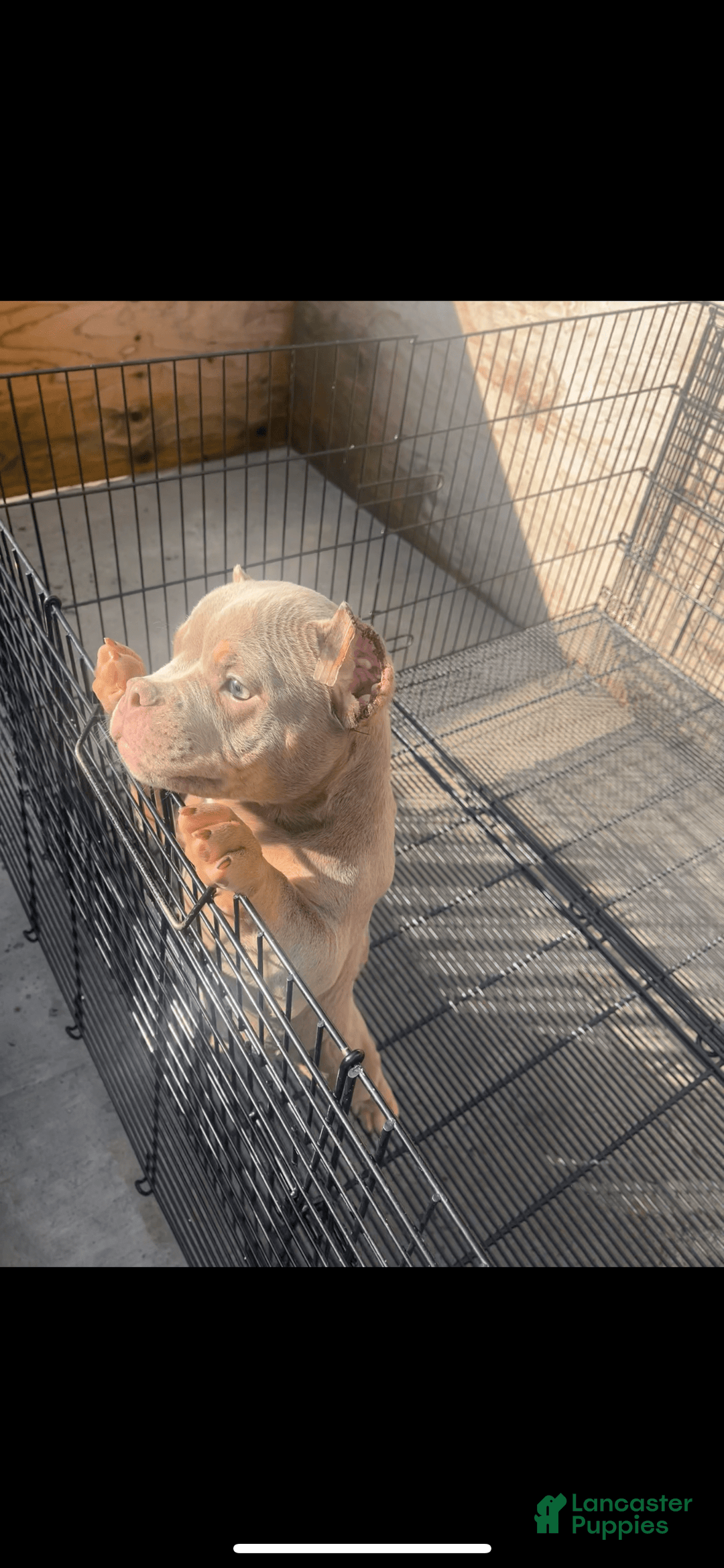 American Bully dogs for sale: Lance - Image 1