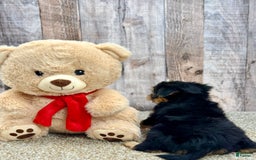 Morkie dogs for sale: Nibbles - Image 3