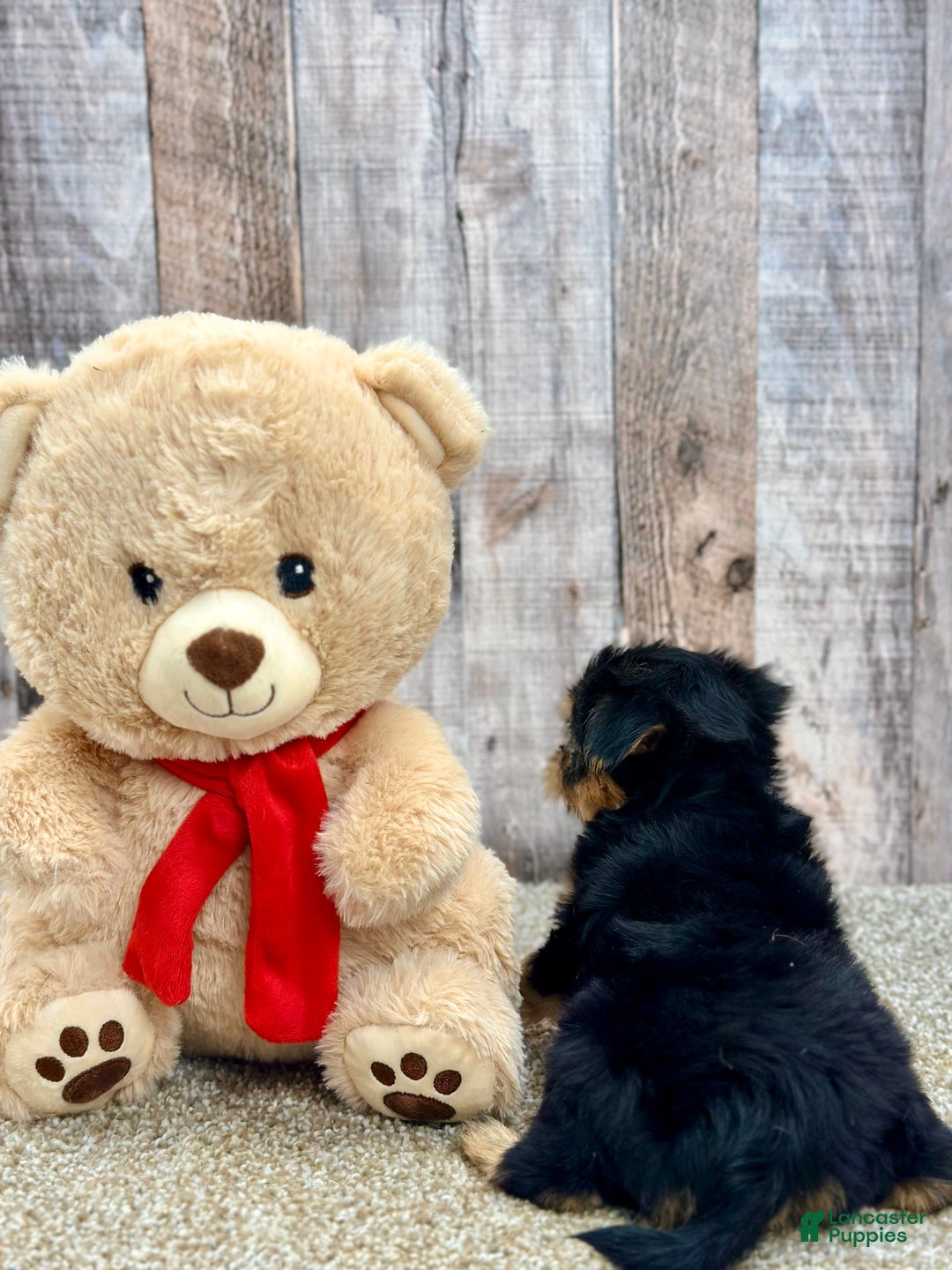 Morkie dogs for sale: Nibbles - Image 3
