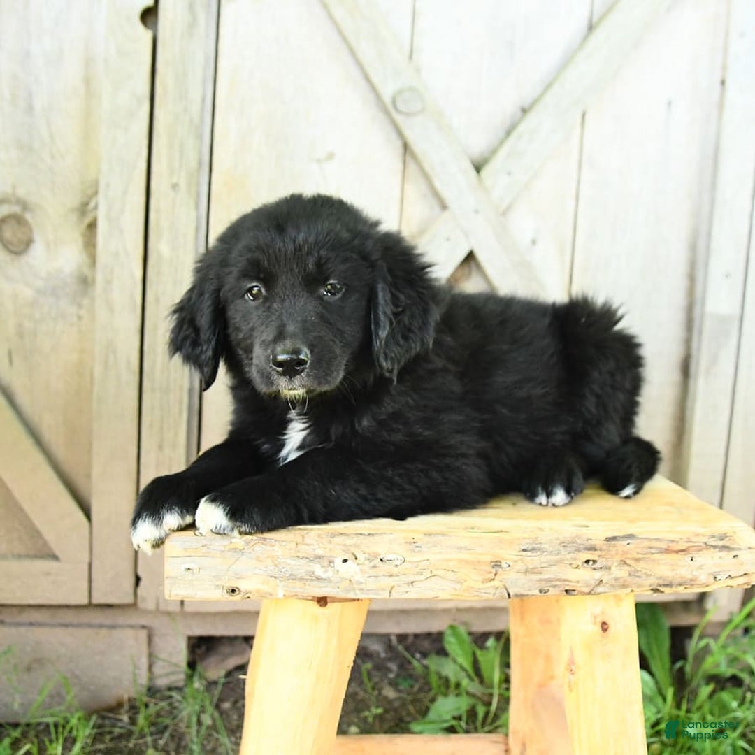 Australian Shepherd dogs for sale: Bella - Image 8