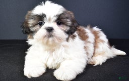 Shih Tzu dogs for sale: Jay - Image 3