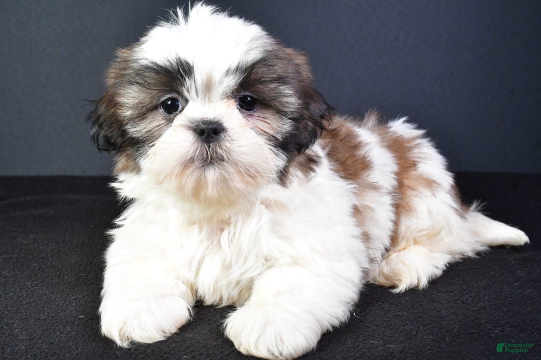 Shih Tzu dogs for sale: Jay - Image 3