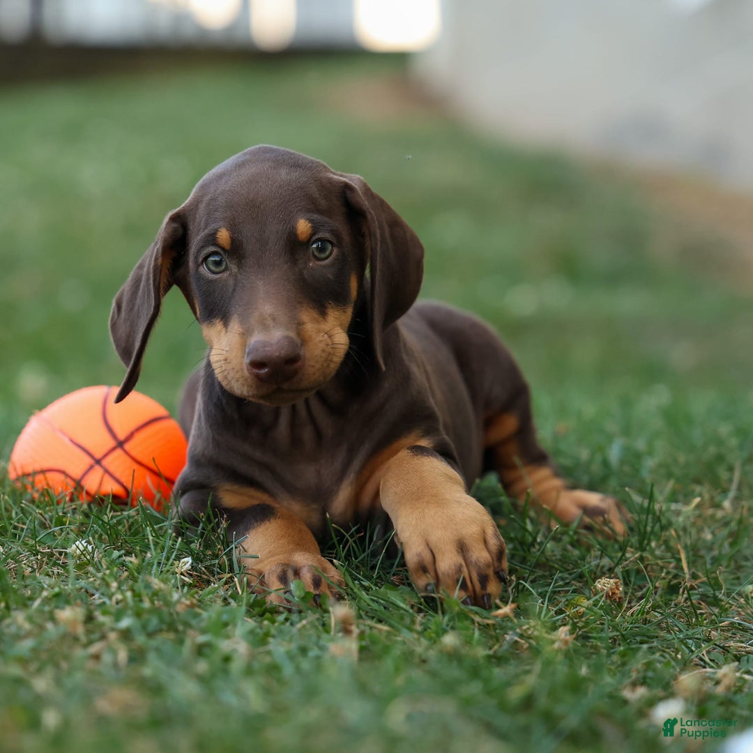 Doberman Pinscher dogs for sale: Doberman Pinscher 7 puppies - Image 2