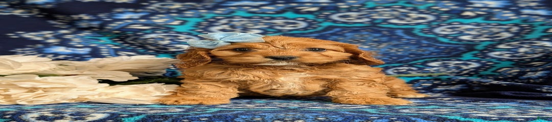 Dixie