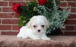Cavapoo dogs for sale: Ashley - Image 6