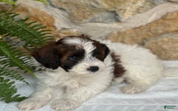 Mini Aussiedoodle dogs for sale: Ripley - Image 3