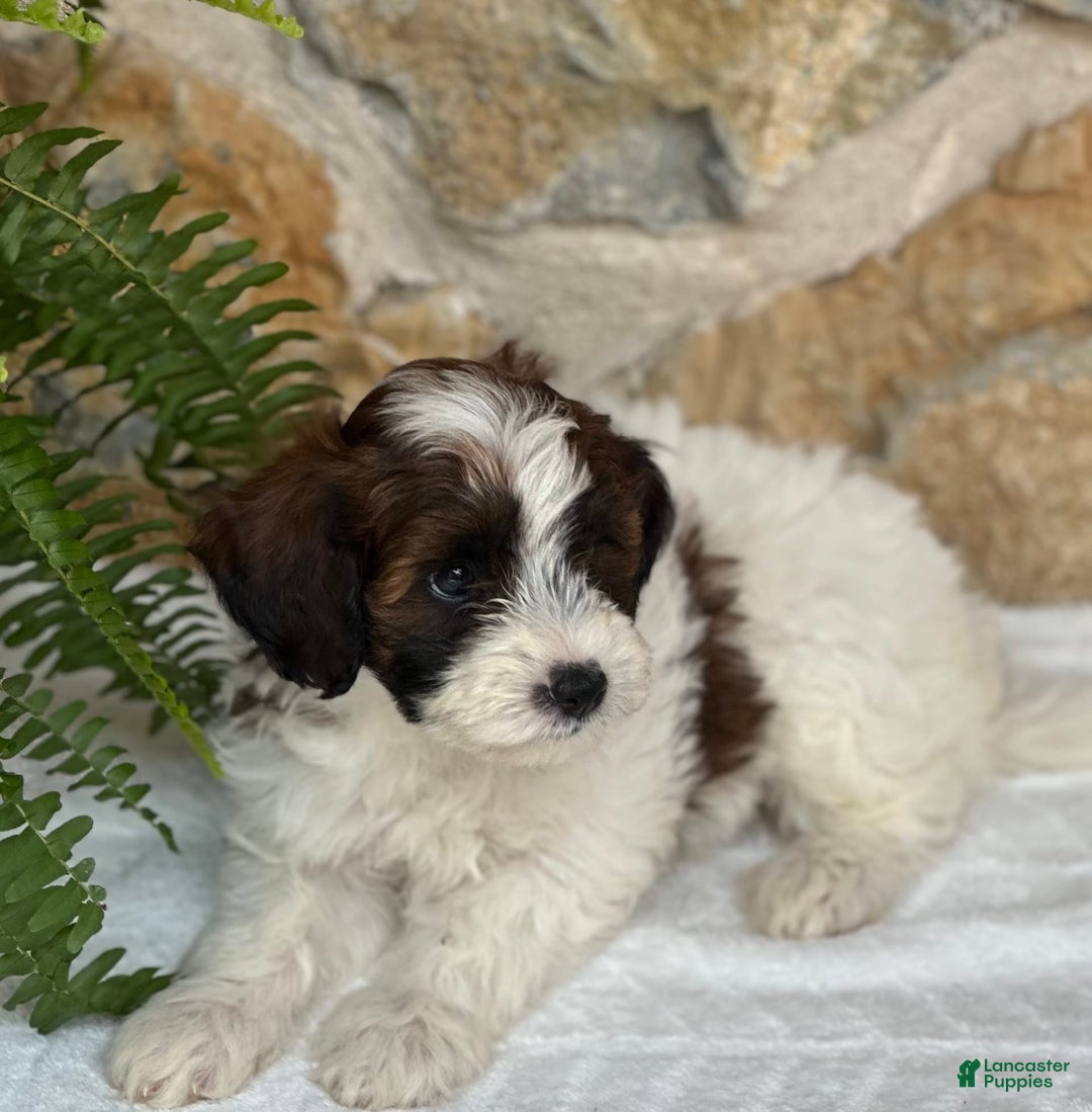 Mini Aussiedoodle dogs for sale: Ripley - Image 3