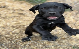 Cane Corso dogs for sale: Pepper - Image 2