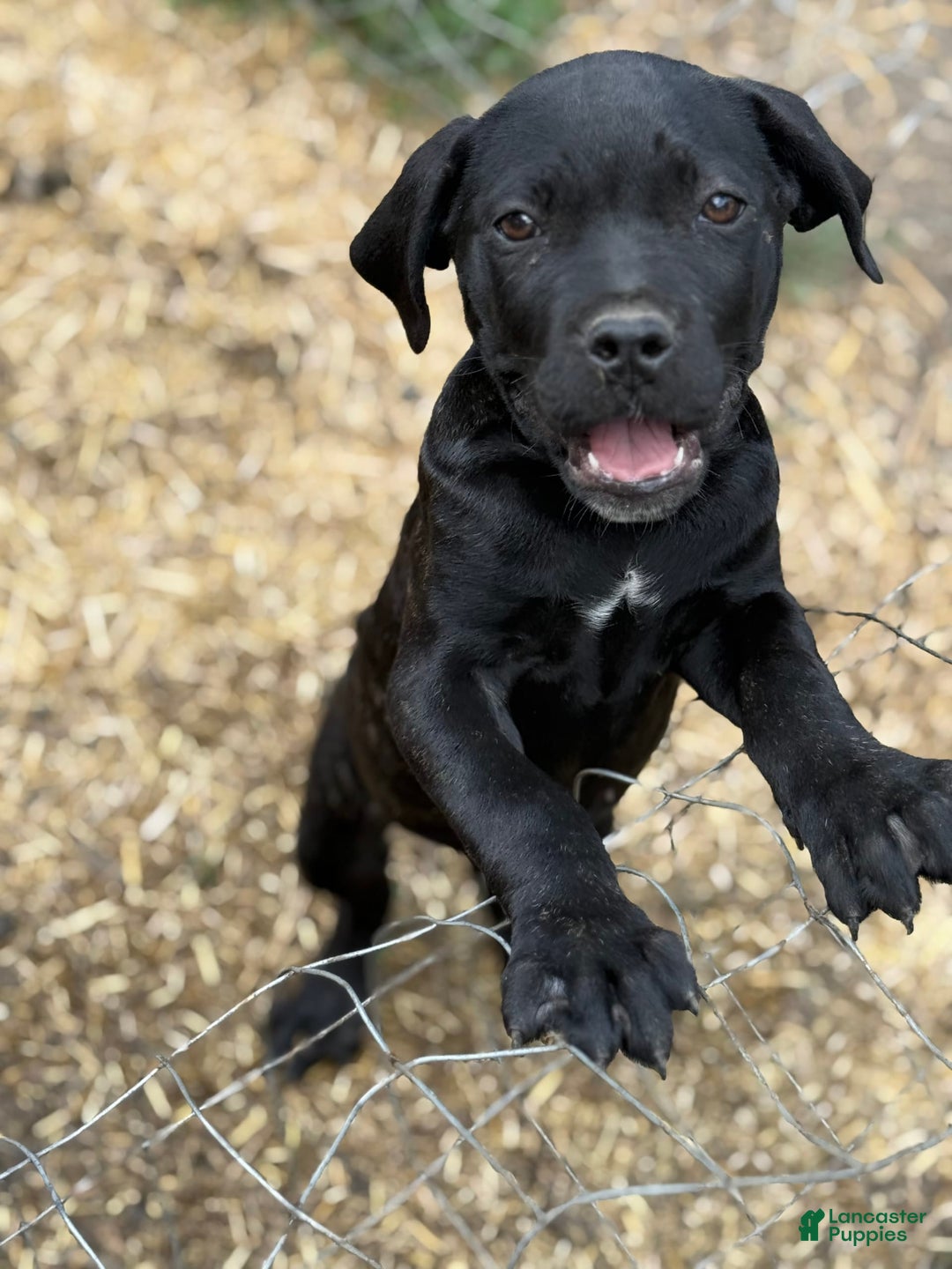 Cane Corso dogs for sale: Pepper - Image 2