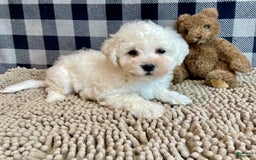 Bichon Frise dogs for sale: Barney - Image 3