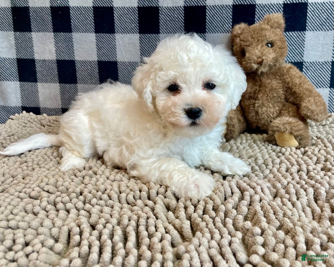 Bichon Frise dogs for sale: Barney - Image 3