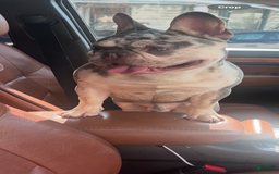 French Bulldog dogs for sale: Kodak - Image 4