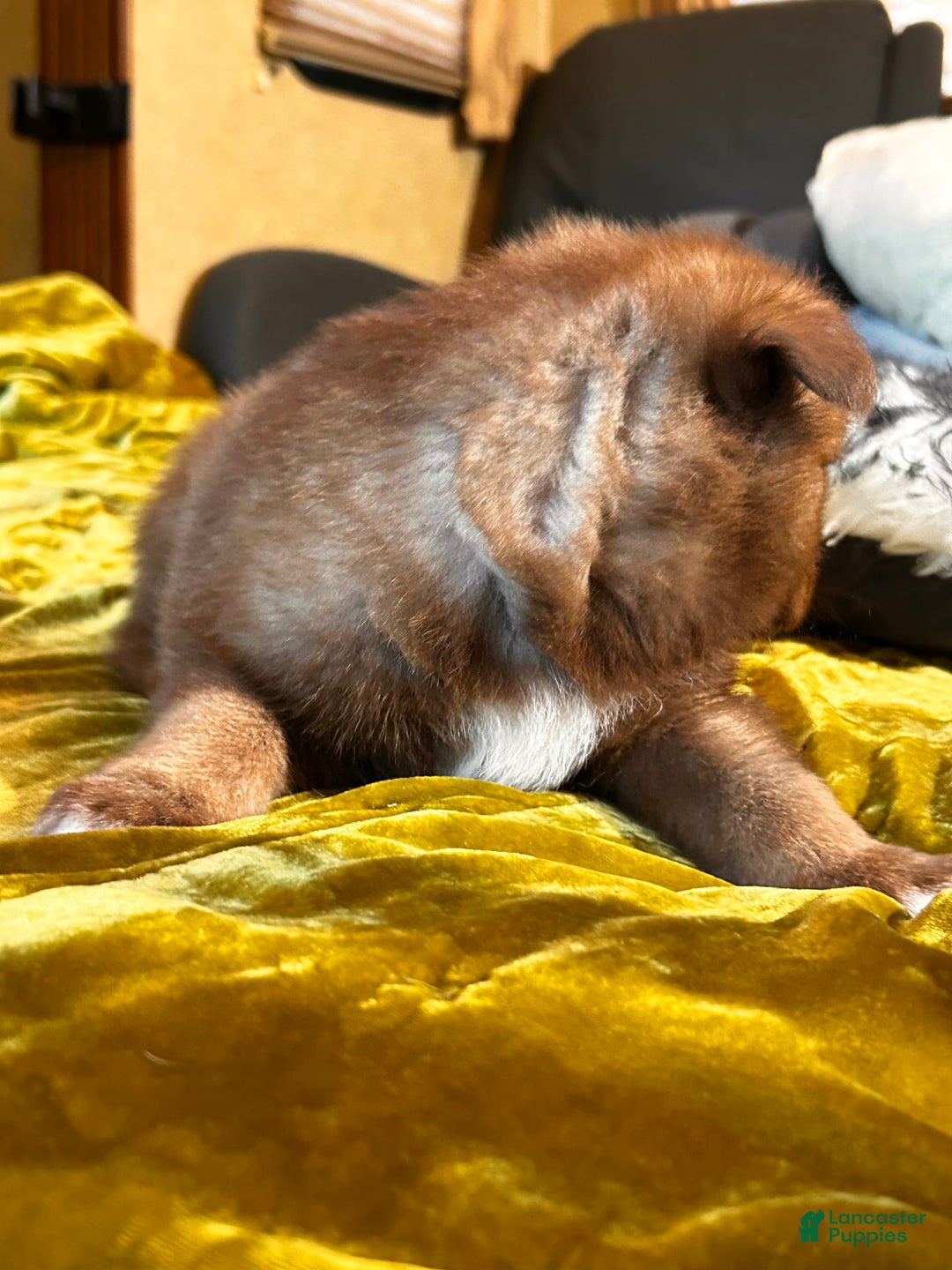 Gerberian Shepsky dogs for sale: Rocky - Image 5