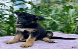 German Shepherd dogs for sale: Nova - Image 4