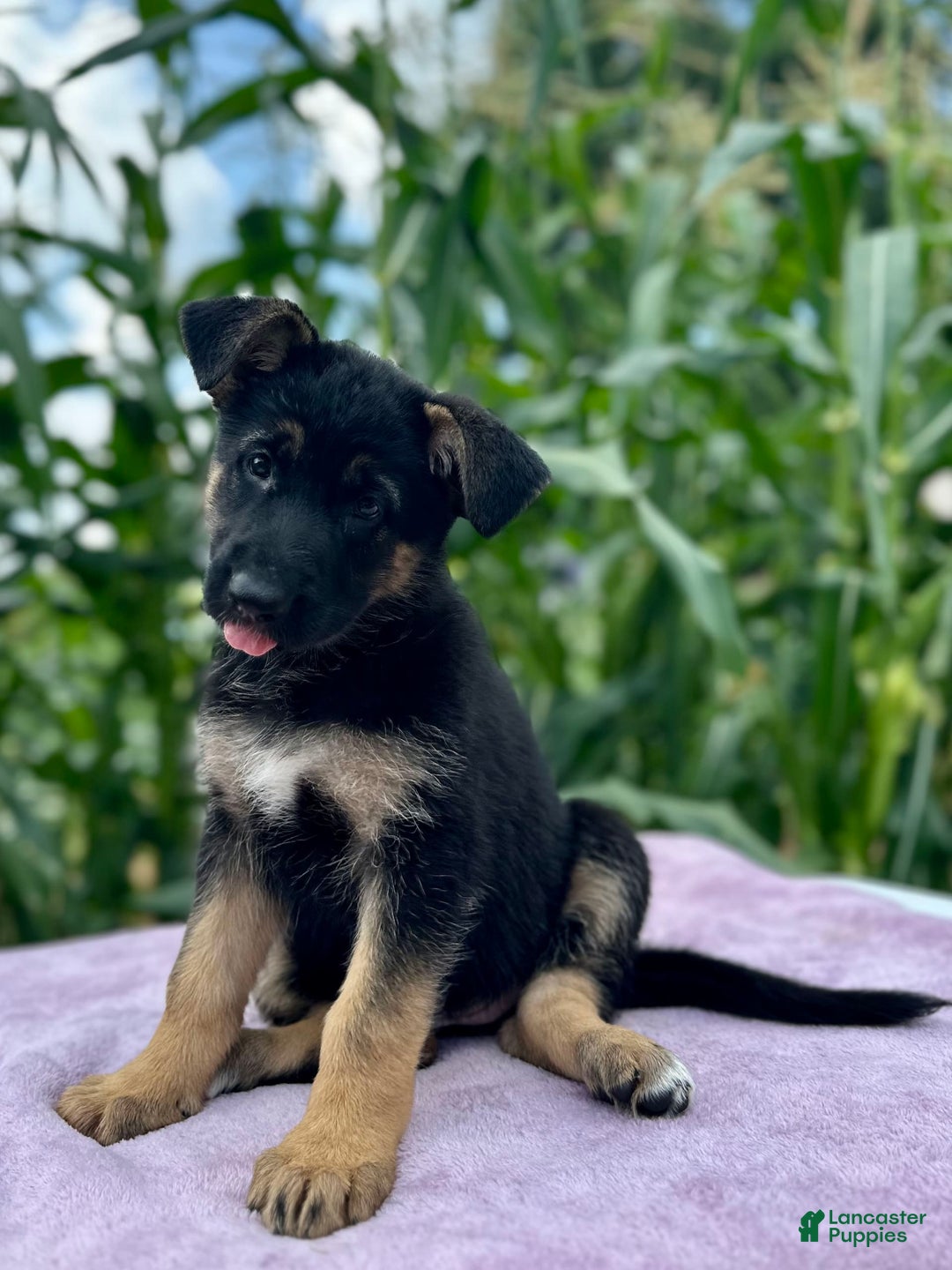 German Shepherd dogs for sale: Nova - Image 4