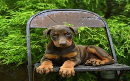 Doberman Pinscher dogs for sale: Petal - Image 1
