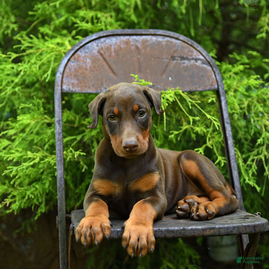 Doberman Pinscher dogs for sale: Petal - Image 1