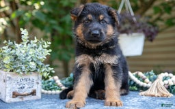 German Shepherd dogs for sale: Gypsy - Image 1