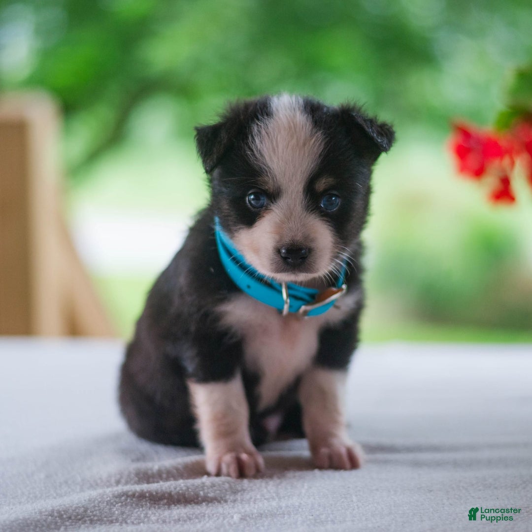 Miniature Australian Shepherd dogs for sale: Twinkle - Image 3