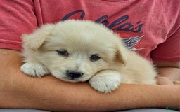 American Eskimo dogs for sale: Laura - Image 2