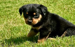 Rottweiler dogs for sale: Light Blue Collar - Image 7