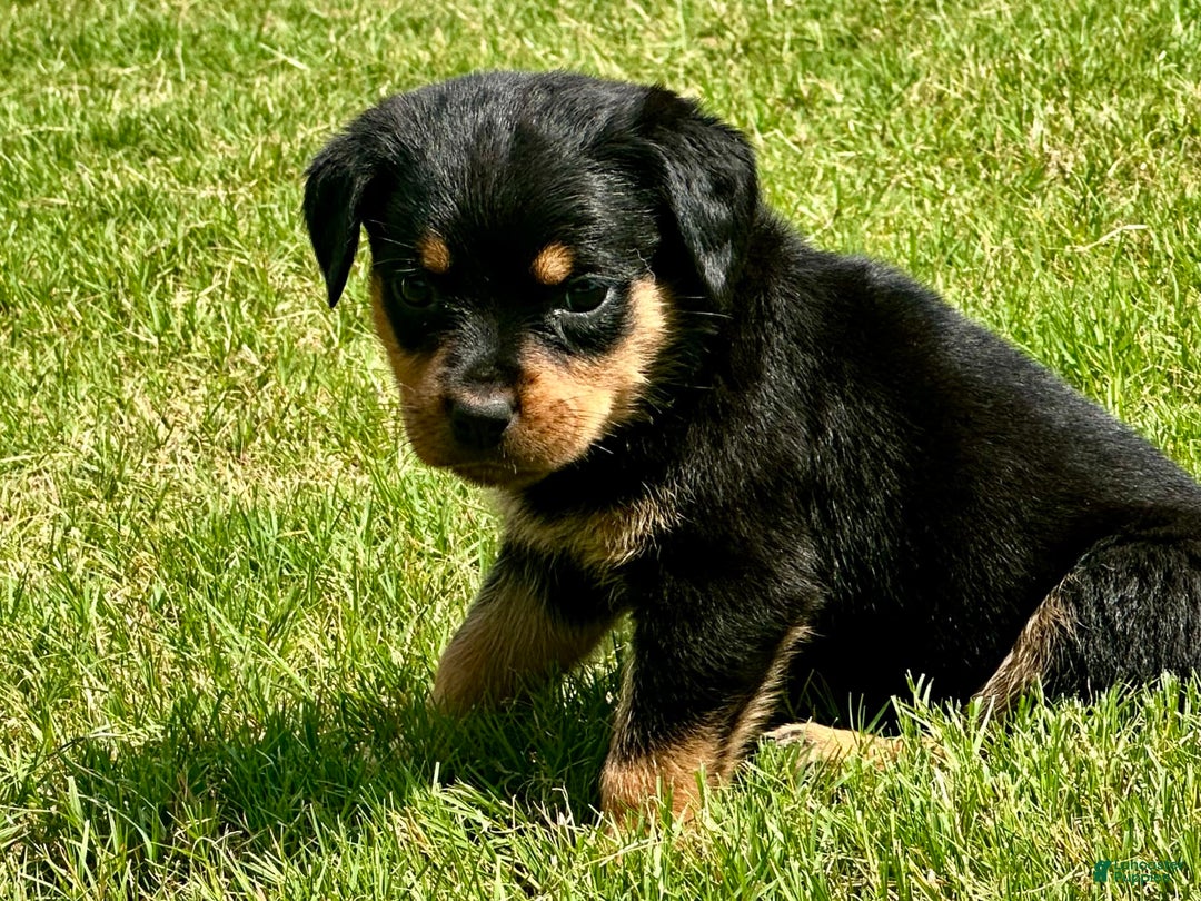 Rottweiler dogs for sale: Light Blue Collar - Image 7