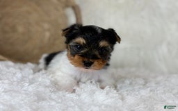 Yorkshire Terrier dogs for sale: Luka - Image 2
