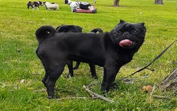 Pug dogs for sale: Gracie - Image 7