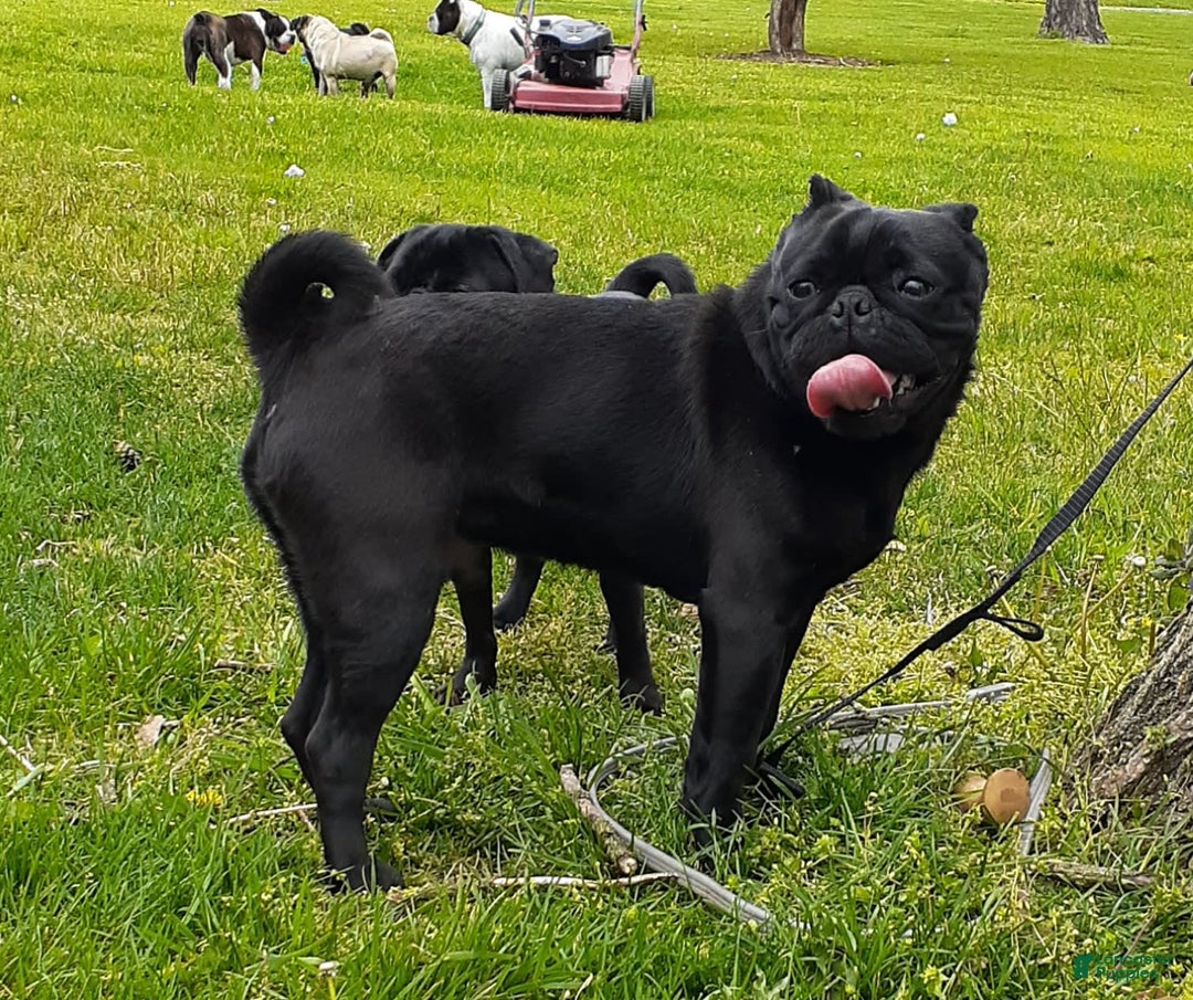 Pug dogs for sale: Gracie - Image 7