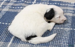 Mini Bernedoodle dogs for sale: Lennon - Image 10