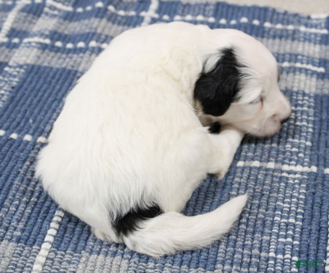 Mini Bernedoodle dogs for sale: Lennon - Image 10